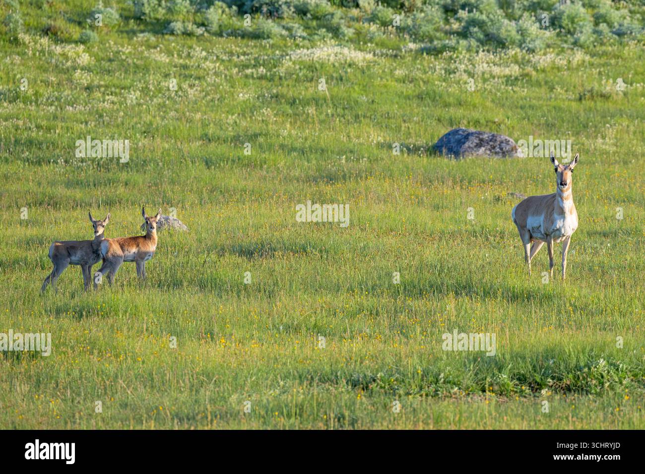 Pronghorn (Antilocapra americana) Mutter mit neugeborenen Küken. Kurz nach Sonnenaufgang im Juni im Yellowstone-Nationalpark, Wyoming. Stockfoto