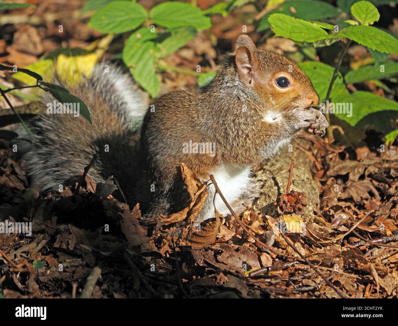 Graues Eichhörnchen (Sciurus carolinensis) füttern mit Vorderpfoten auf Waldboden in West Yorkshire, England, Großbritannien Stockfoto
