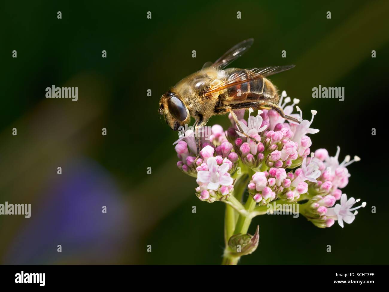 Eine gewöhnliche Drohnenfliege (Eristalis tenax), die sich von Blüten von Valerian ernährt Stockfoto