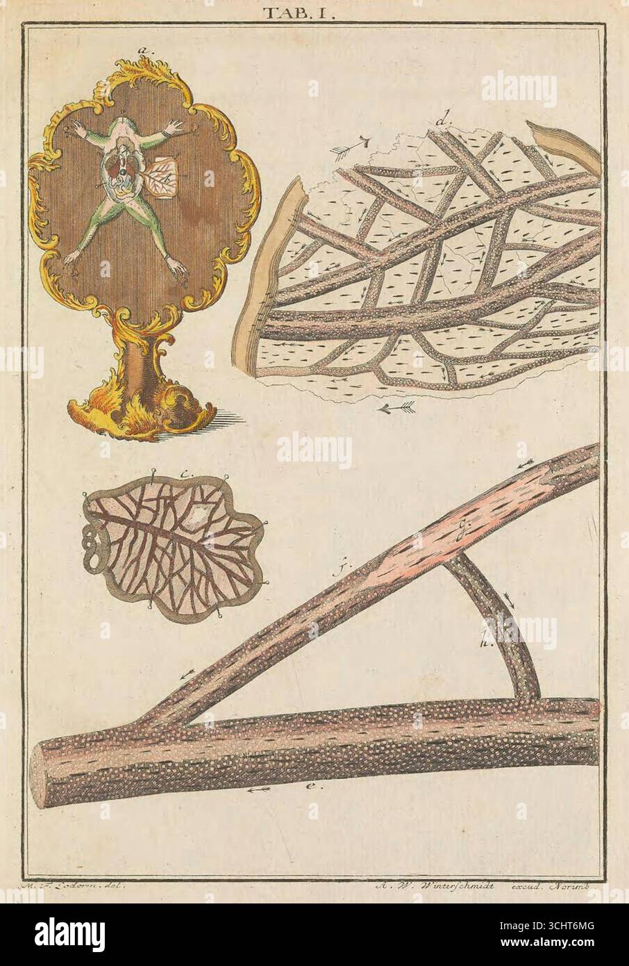 Historische wissenschaftliche Illustration eines Froschmesenteriums aus Martin Frobenius Ledermüllers mikroskopischen Köstlichkeiten, Band I. Nürnberg. 1759-1763. Stockfoto
