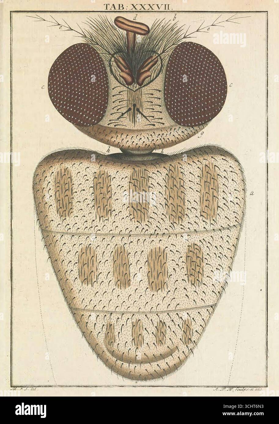 Historische Illustration des Fliegenkopfes aus den mikroskopischen Köstlichkeiten von Martin Frobenius Ledermüller, Platte XXXVII. Band III. Nürnberg, Deutschland. 1759-1763. Stockfoto