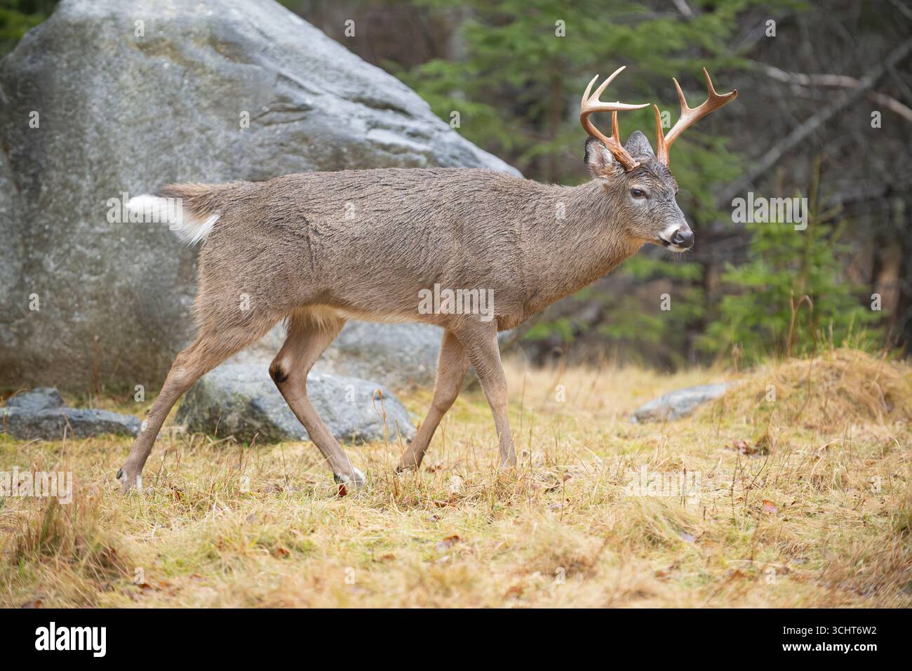 Weißschwanzhirsch (Odocoileus virginianus). Reifer Buck. Januar im Acadia-Nationalpark, Maine, USA. Stockfoto