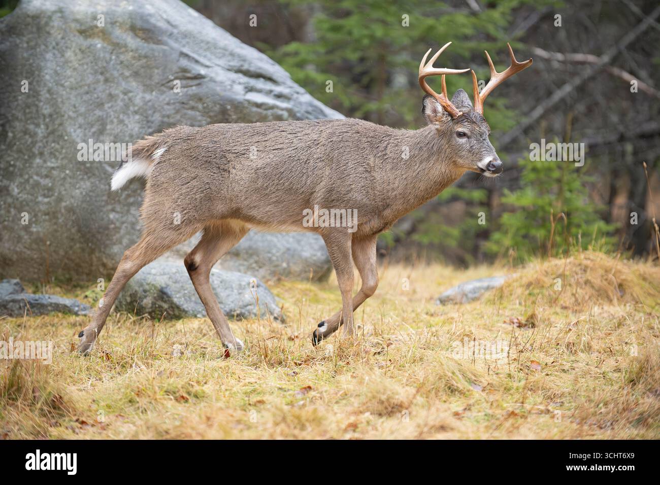 Weißschwanzhirsch (Odocoileus virginianus). Reifer Buck. Januar im Acadia-Nationalpark, Maine, USA. Stockfoto