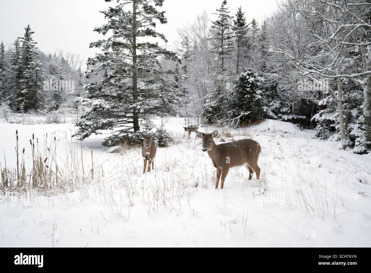 Weißwedelhirsch (Odocoileus virginianus) Januar im Acadia-Nationalpark, Maine, USA. Stockfoto