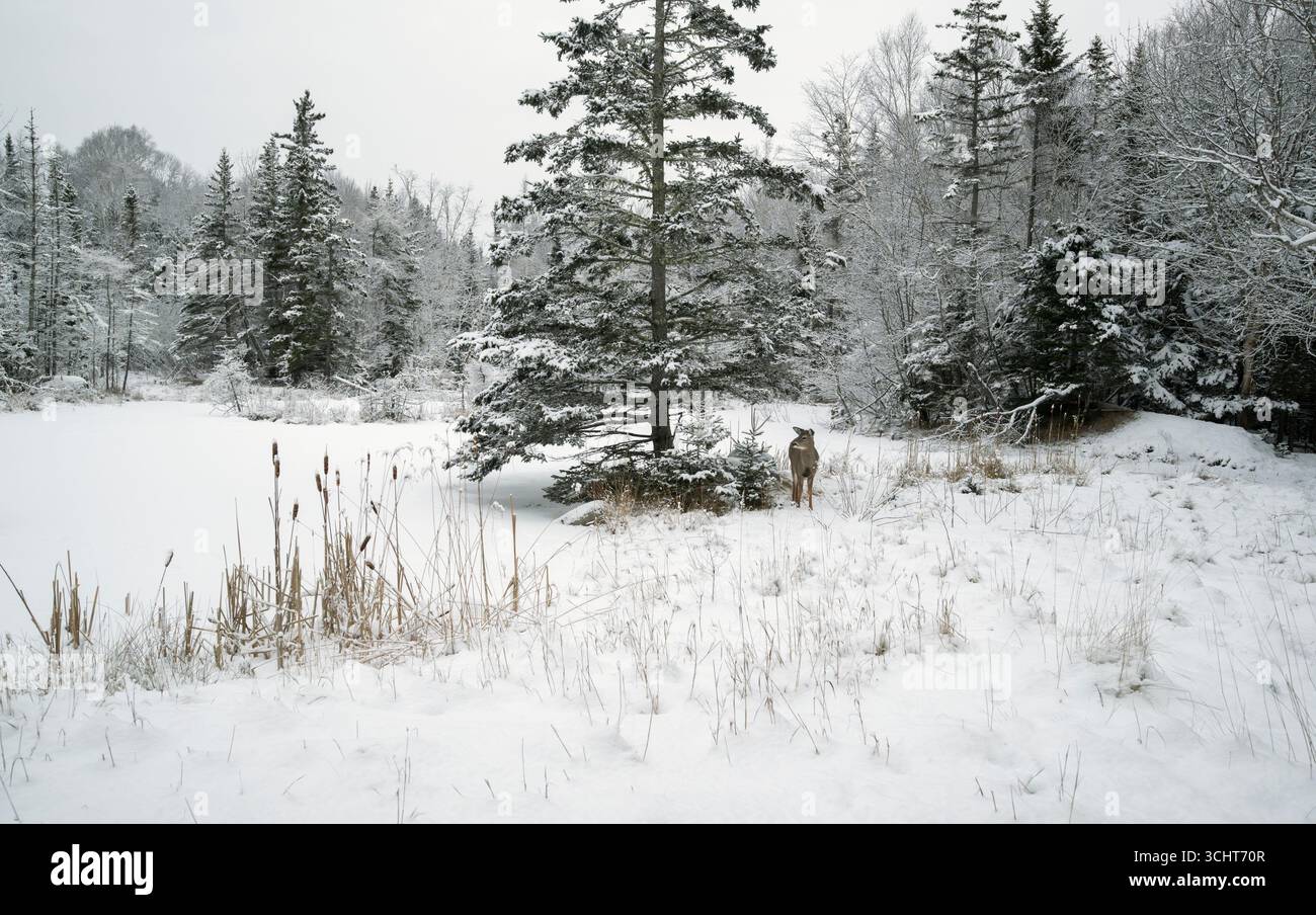 Weißwedelhirsch (Odocoileus virginianus) Januar im Acadia-Nationalpark, Maine, USA. Stockfoto