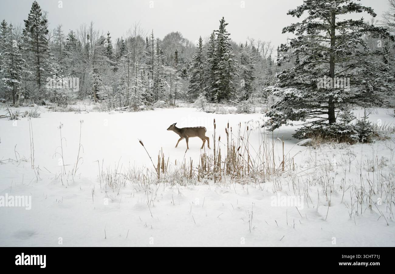 Weißwedelhirsche (Odocoileus virginianus) Winterwunderland im Acadia-Nationalpark, Maine, USA. Stockfoto