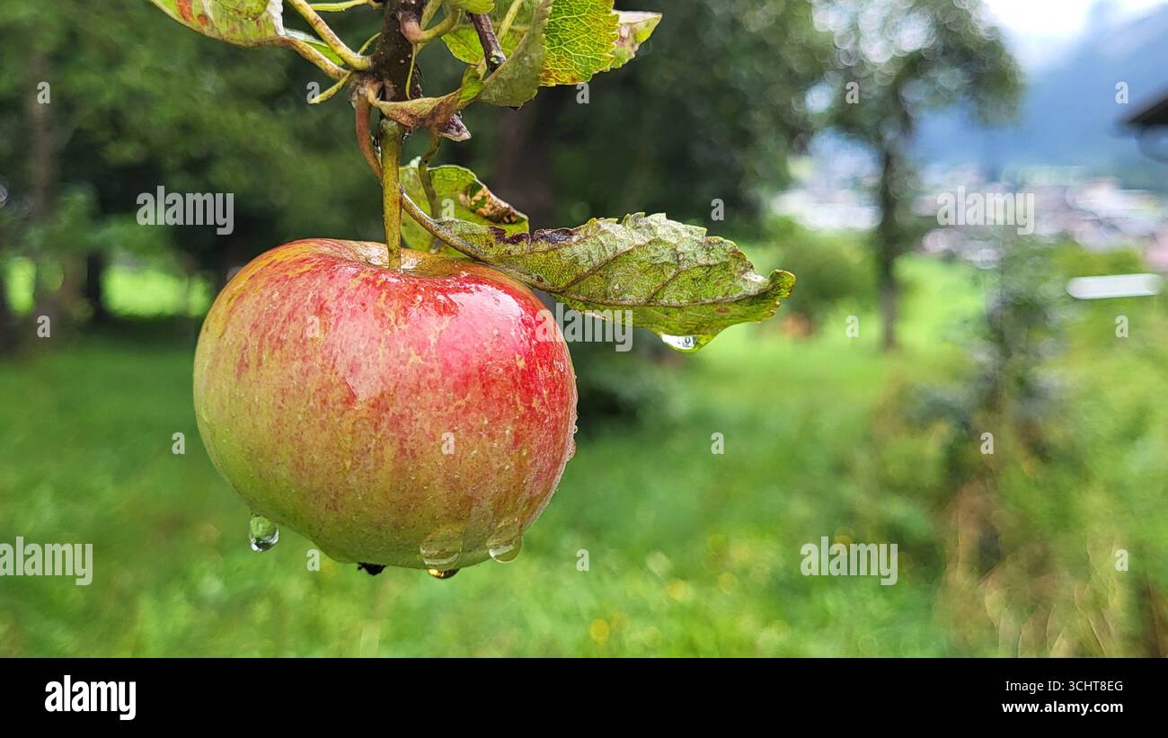 Nahaufnahme eines rot-grünen Apfels mit Regentropfen, die an einem Apfelbaum hängen, umgeben von grünen Blättern und Ästen Stockfoto