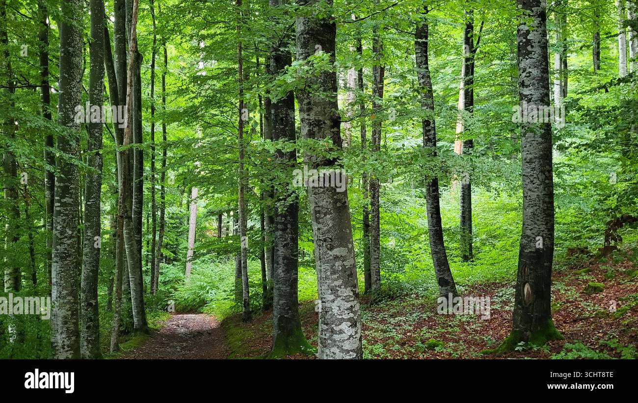 Dicht grüner Wald mit einem natürlichen Waldweg und vielen hohen Bäumen, die von klarem Sommerlicht beleuchtet werden Stockfoto