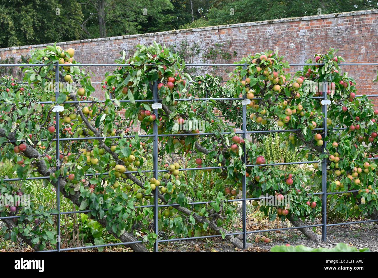 Espalier gewachsene Sommerapfelbäume Malus domestica gezüchtet UK ummauerter Garten August Stockfoto