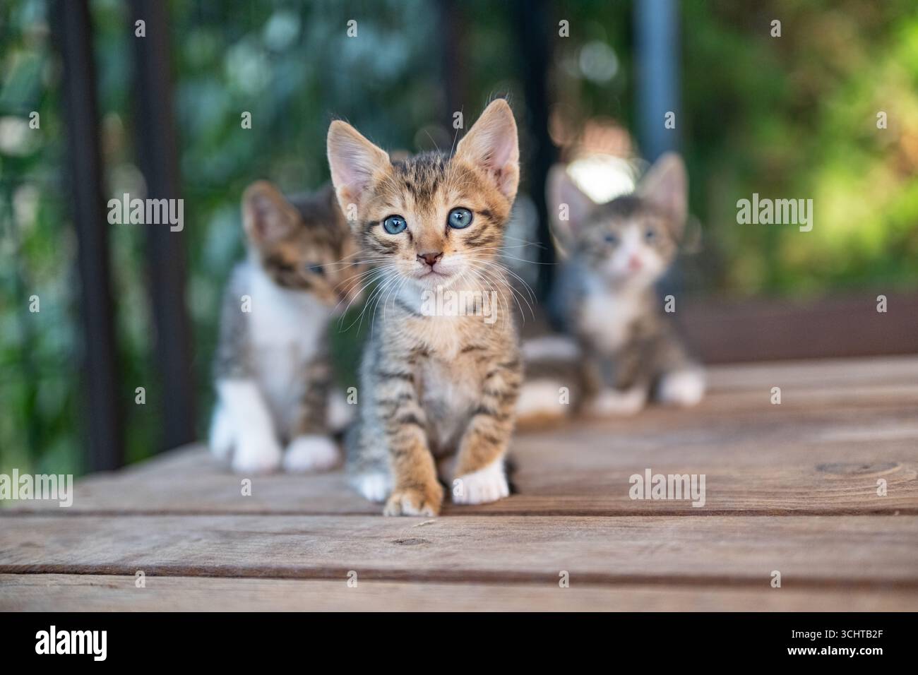 Drei Tabby-Kätzchen mit weißen Pfoten auf Holz. Stockfoto