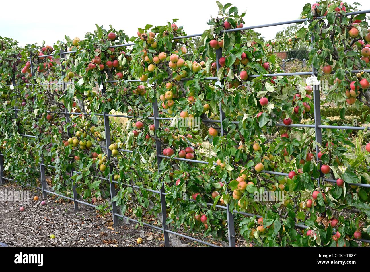 Espalier gewachsene Sommerapfelbäume Malus domestica gezüchtet UK ummauerter Garten August Stockfoto