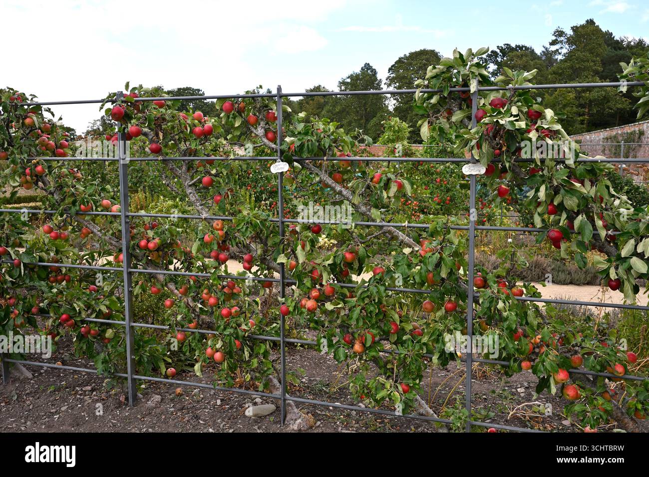 Espalier gewachsene Sommerapfelbäume Malus domestica gezüchtet UK ummauerter Garten August Stockfoto