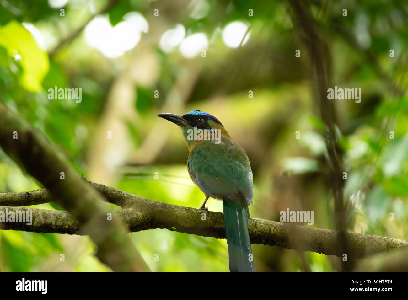 Herrliche Lektion in den Wäldern von Panama Stockfoto