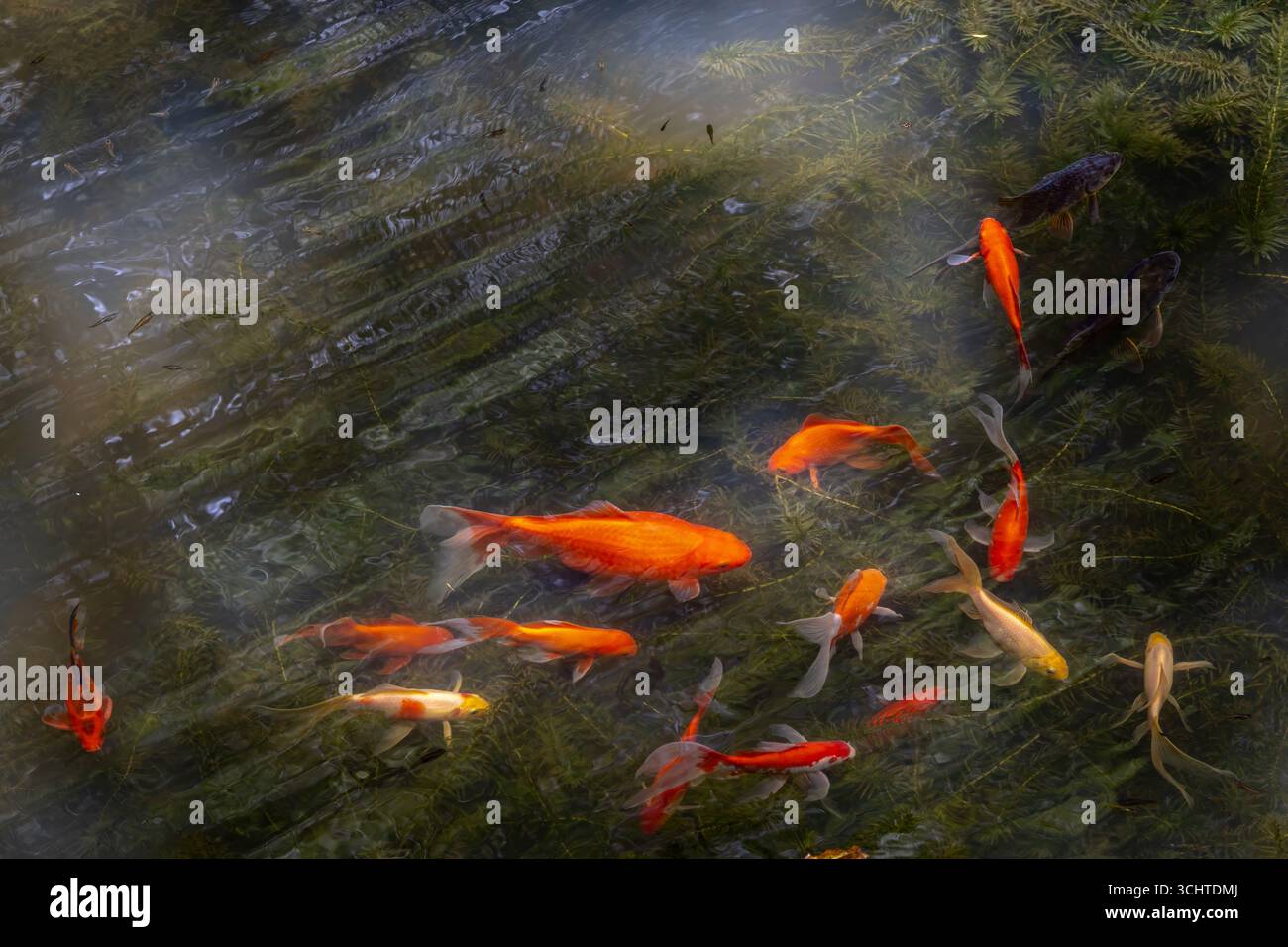 Schwarmfische in einem Fischteich in Jerico, Antioquia, Kolumbien Stockfoto
