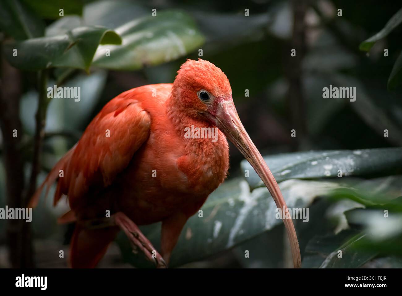 Das Scarlet Ibis, manchmal auch Red Ibis (Eudocimus ruber) genannt. Stockfoto