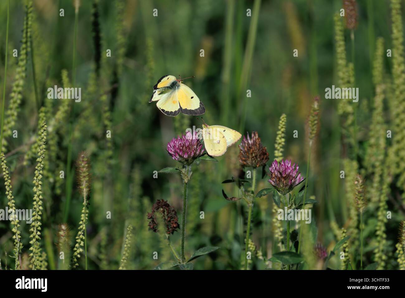 Schwefelfalter an einem Augustmorgen im Norden Wisconsins. Stockfoto