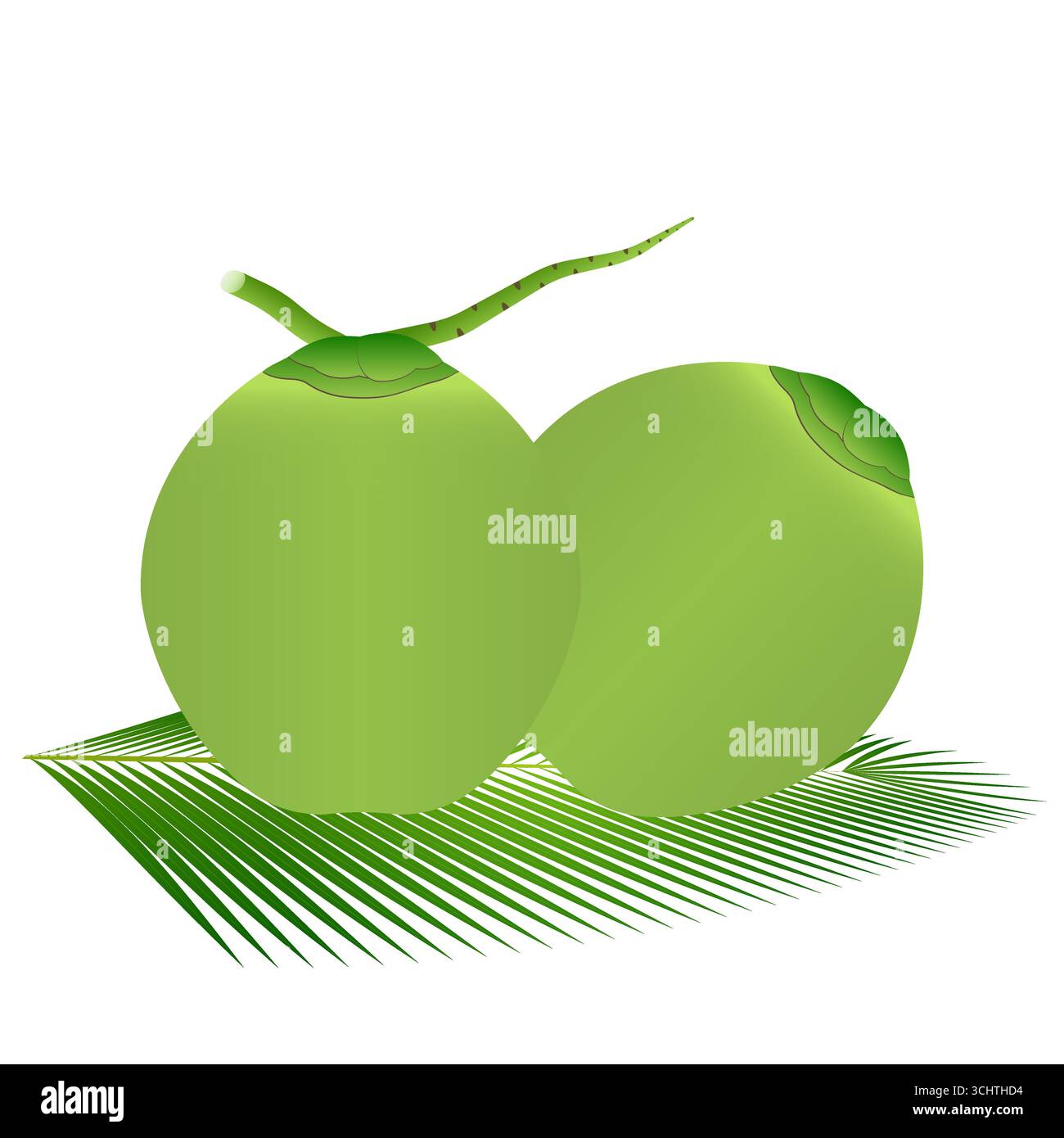 Frische Grüne Kokosnuss. Vektorillustration isoliert auf weißem Hintergrund. Stock Vektor