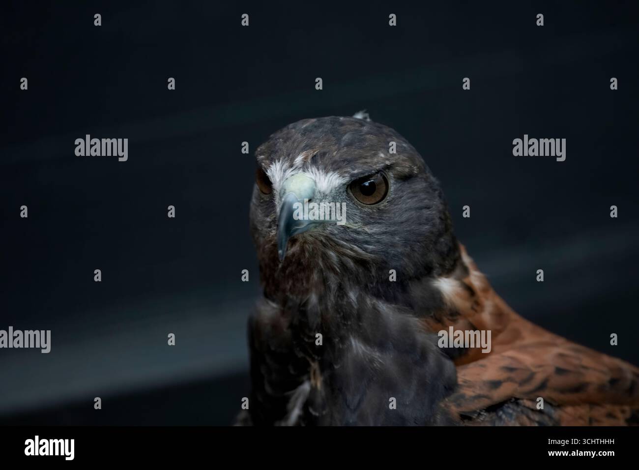 Der variable Falke (Geranoaetus polyosoma) ist eine polymorphe Raubvogelart aus der Familie der Accipitridae Stockfoto