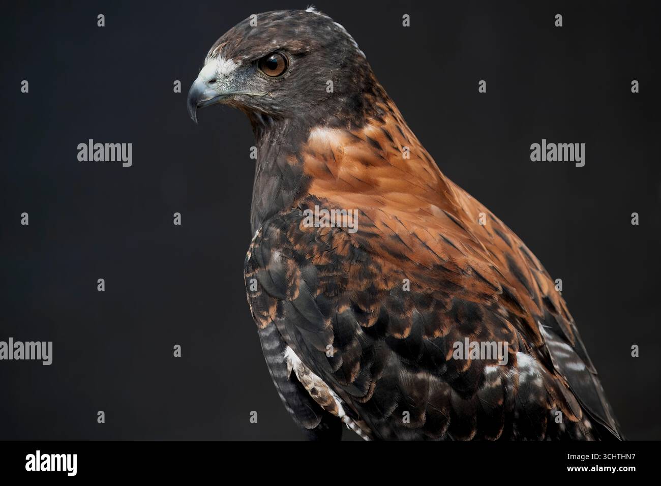 Der variable Falke (Geranoaetus polyosoma) ist eine polymorphe Raubvogelart aus der Familie der Accipitridae Stockfoto