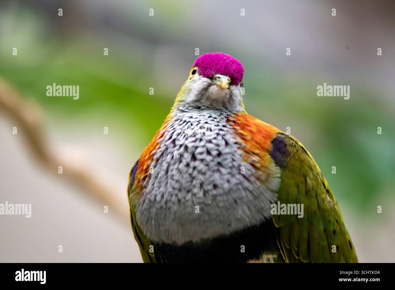 Die Ptilinopus Superbus (Ptilinopus Superbus), auch bekannt als Purple-Crowned Fruit Taube, ist eine mittelgroße bunte Fruchttaube aus der Familie Columbi. Stockfoto