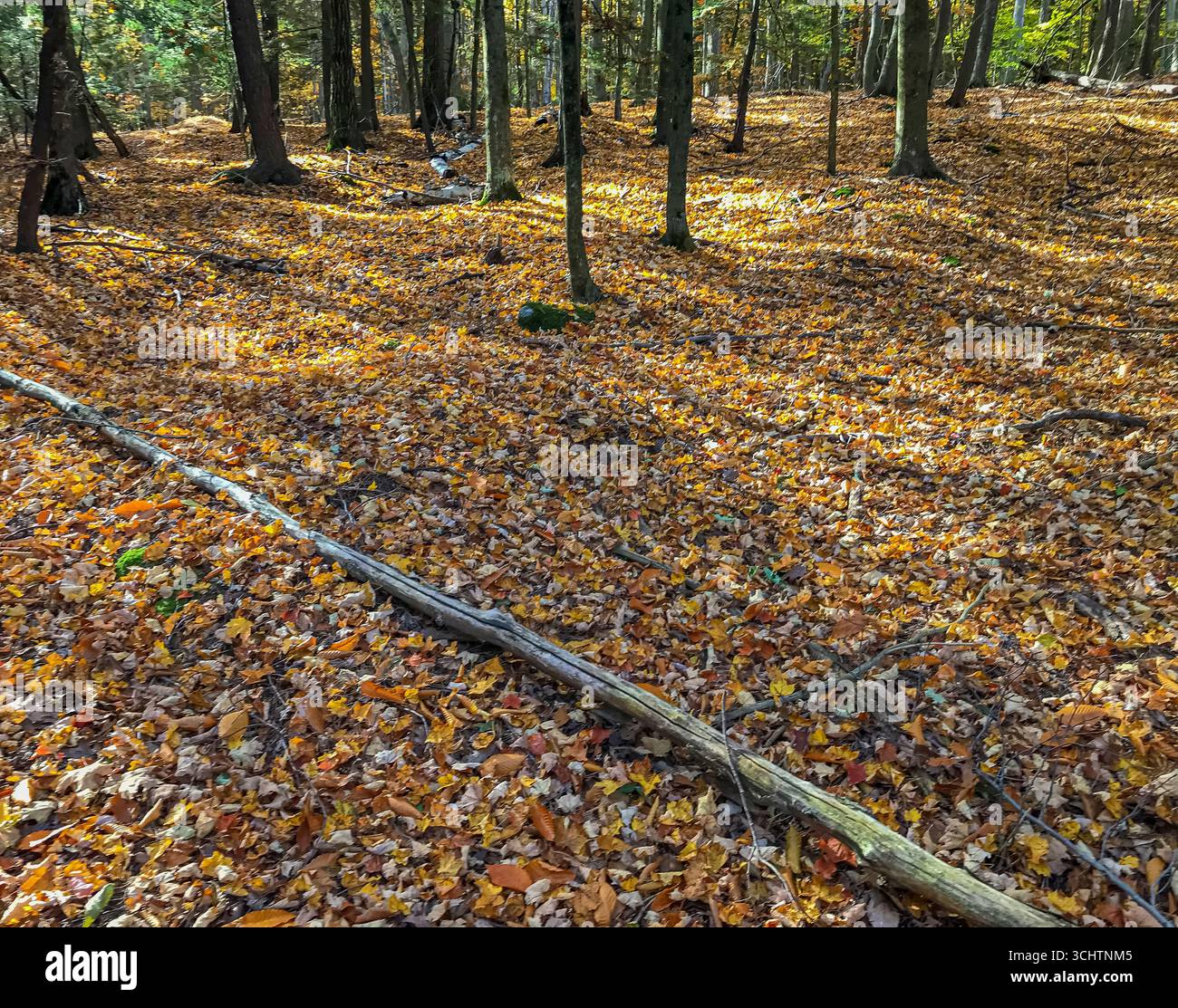 Lautenback Woods LandTrust, Door County, Wisconsin Stockfoto