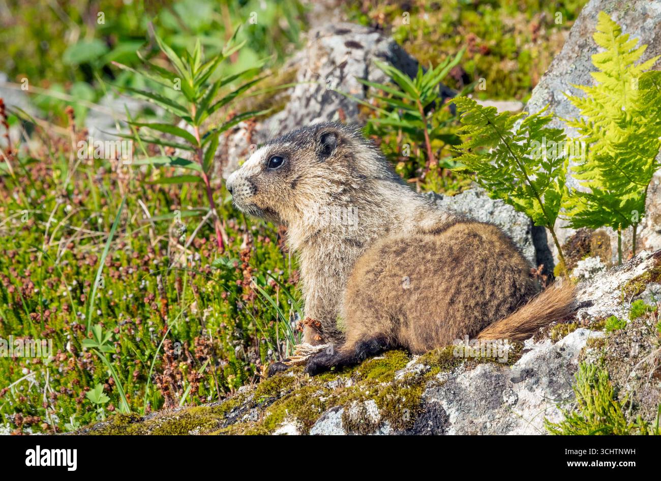 Murmeltier; Nordamerika; Usa; Alaska: Wildtiere; Säugetiere; Nagetiere; Murmeltier (Marmota caligata; Mountain Realm Stockfoto