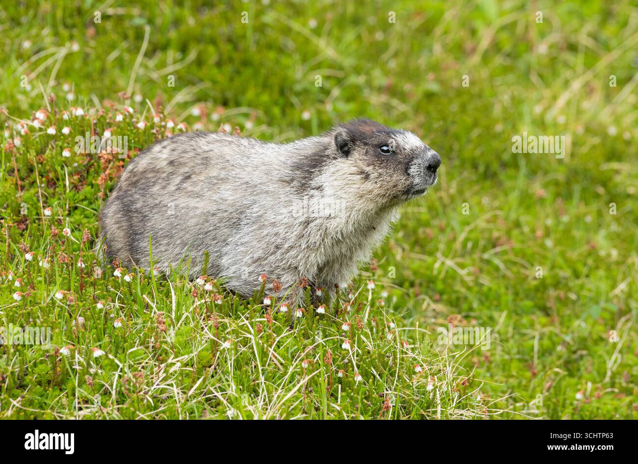 Murmeltier; Nordamerika; Usa; Alaska: Wildtiere; Säugetiere; Nagetiere; Murmeltier (Marmota caligata; Mountain Realm Stockfoto