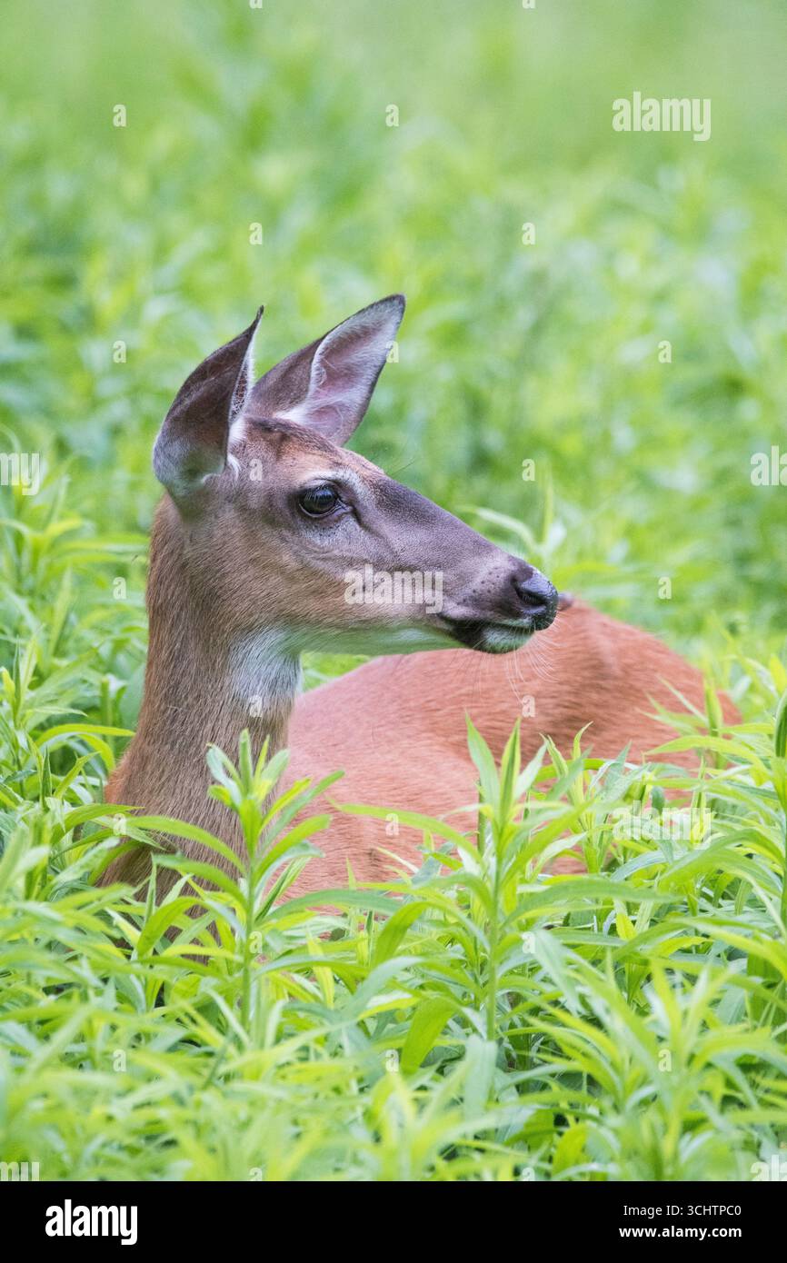 Weißschwanzhirsch in grünem Unkraut Stockfoto