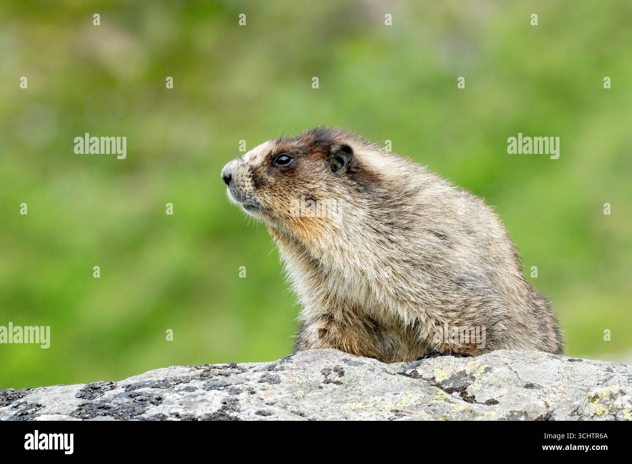 Murmeltier; Nordamerika; Usa; Alaska: Wildtiere; Säugetiere; Nagetiere; Murmeltier (Marmota caligata; Mountain Realm Stockfoto