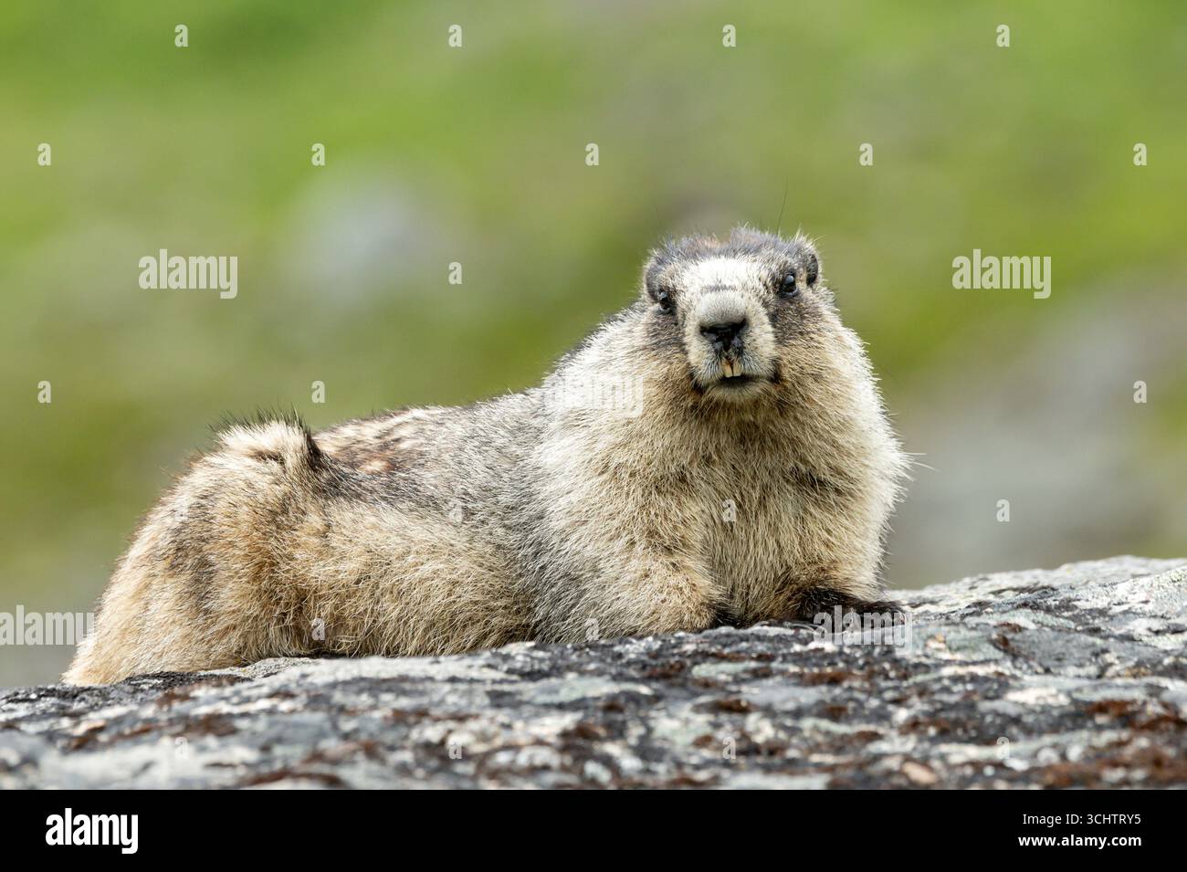Murmeltier; Nordamerika; Usa; Alaska: Wildtiere; Säugetiere; Nagetiere; Murmeltier (Marmota caligata; Mountain Realm Stockfoto