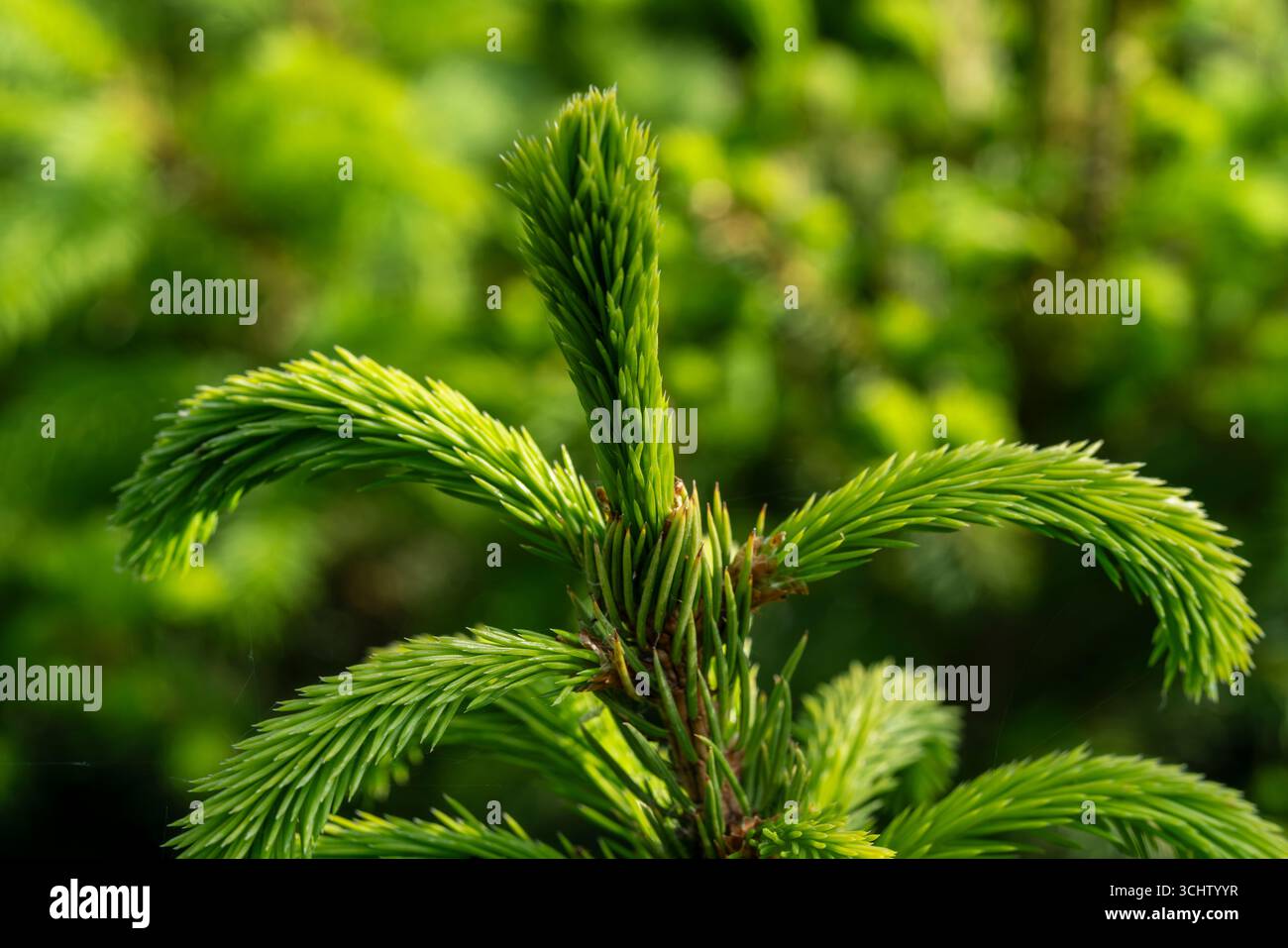 Nahaufnahme einer jungen grünen Fichte, die in ordentlichen Reihen in einer Suffolk-Gärtnerei gewachsen ist und sorgfältig zu Weihnachten im friedlichen Charme von angebaut wird Stockfoto