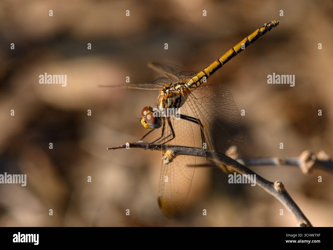 Eine Libelle ruht auf einem Zweig vor den warmen Farben des Sonnenunterganghimmels. Stockfoto