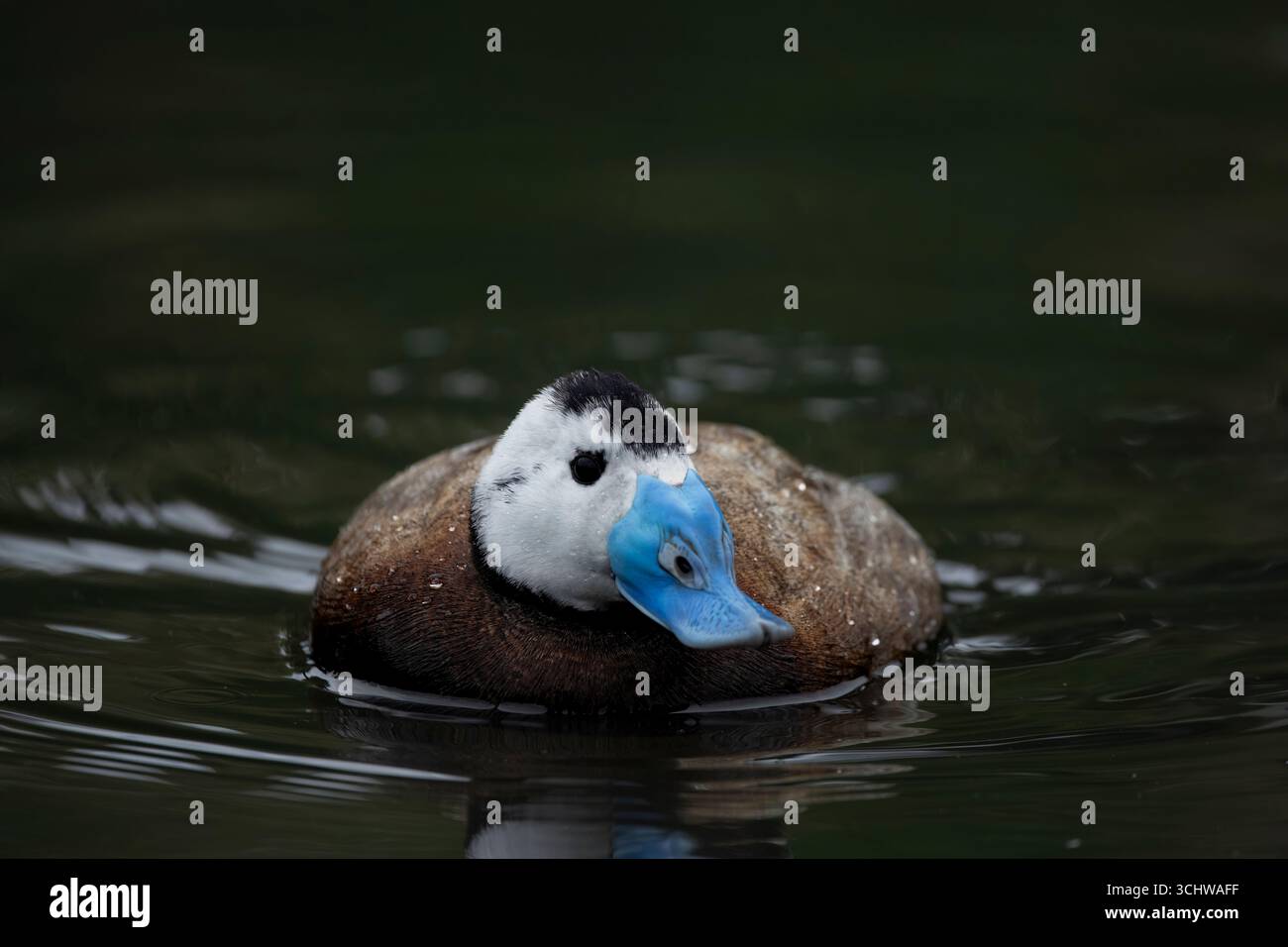 Die weißköpfige Ente (Oxyura leucocephala). Sie lebt in Spanien, Nordafrika, Westasien und Zentralasien. Stockfoto