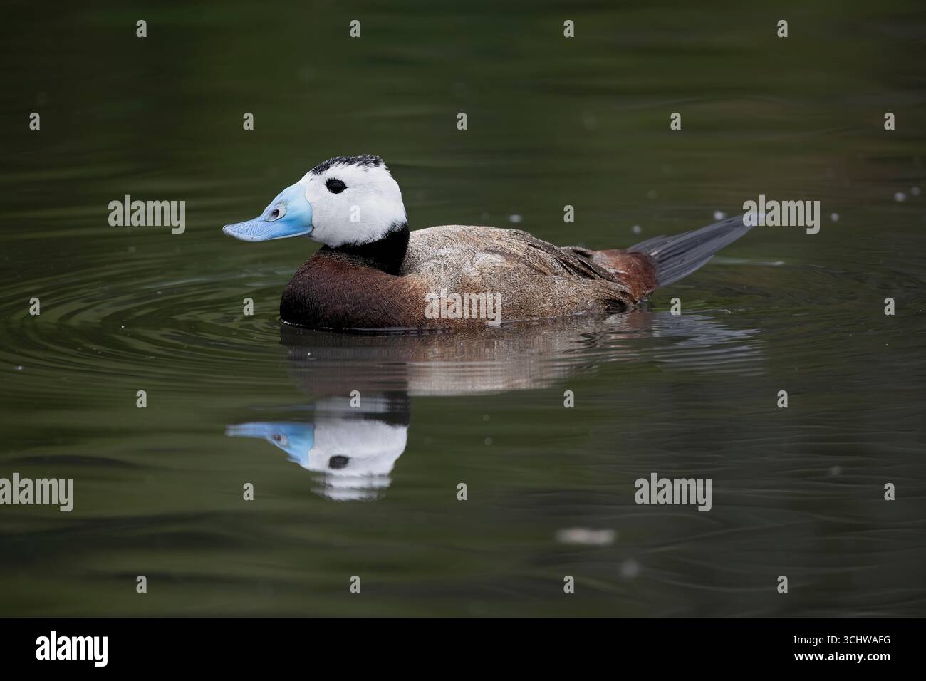 Die weißköpfige Ente (Oxyura leucocephala). Sie lebt in Spanien, Nordafrika, Westasien und Zentralasien. Stockfoto
