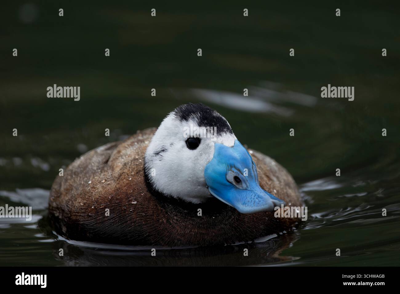 Die weißköpfige Ente (Oxyura leucocephala). Sie lebt in Spanien, Nordafrika, Westasien und Zentralasien. Stockfoto