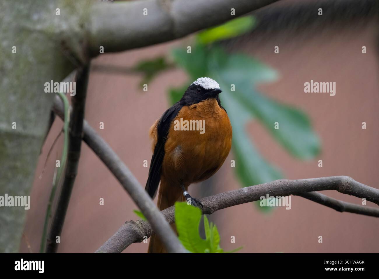 Der Weißkrone Robin-Chat (Cossypha albicapillus) ist eine Vogelart aus der Familie der Muscicapidae. Seine Reichweite erstreckt sich hauptsächlich über den westlichen regi Stockfoto