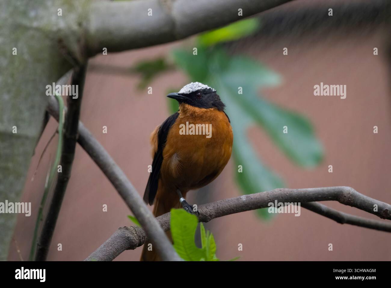 Der Weißkrone Robin-Chat (Cossypha albicapillus) ist eine Vogelart aus der Familie der Muscicapidae. Seine Reichweite erstreckt sich hauptsächlich über den westlichen regi Stockfoto