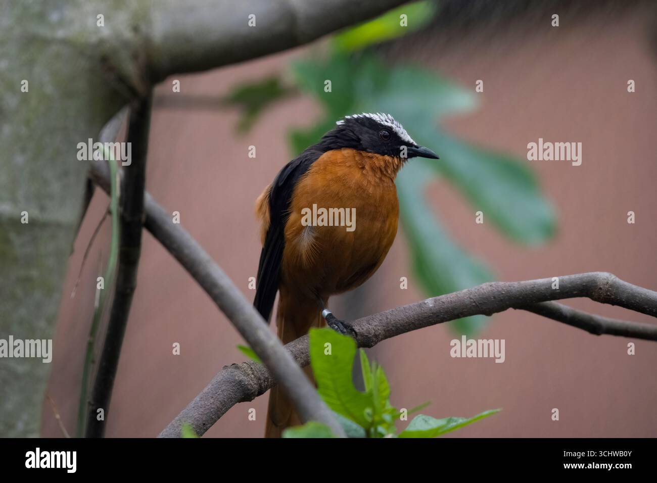 Der Weißkrone Robin-Chat (Cossypha albicapillus) ist eine Vogelart aus der Familie der Muscicapidae. Stockfoto