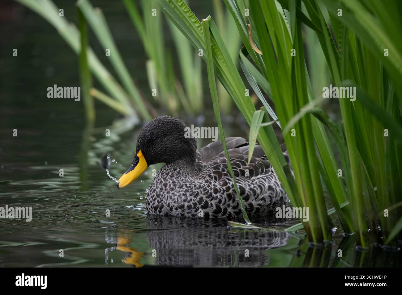 Die Anas undulata (Gelbschnabelente) ist eine in Süd- und Ostafrika lebende Dabbling-Ente. Stockfoto
