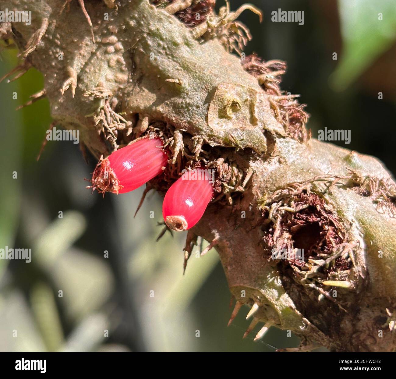 Frucht der Antenpflanze (Myrmecodia beccarii) Stockfoto