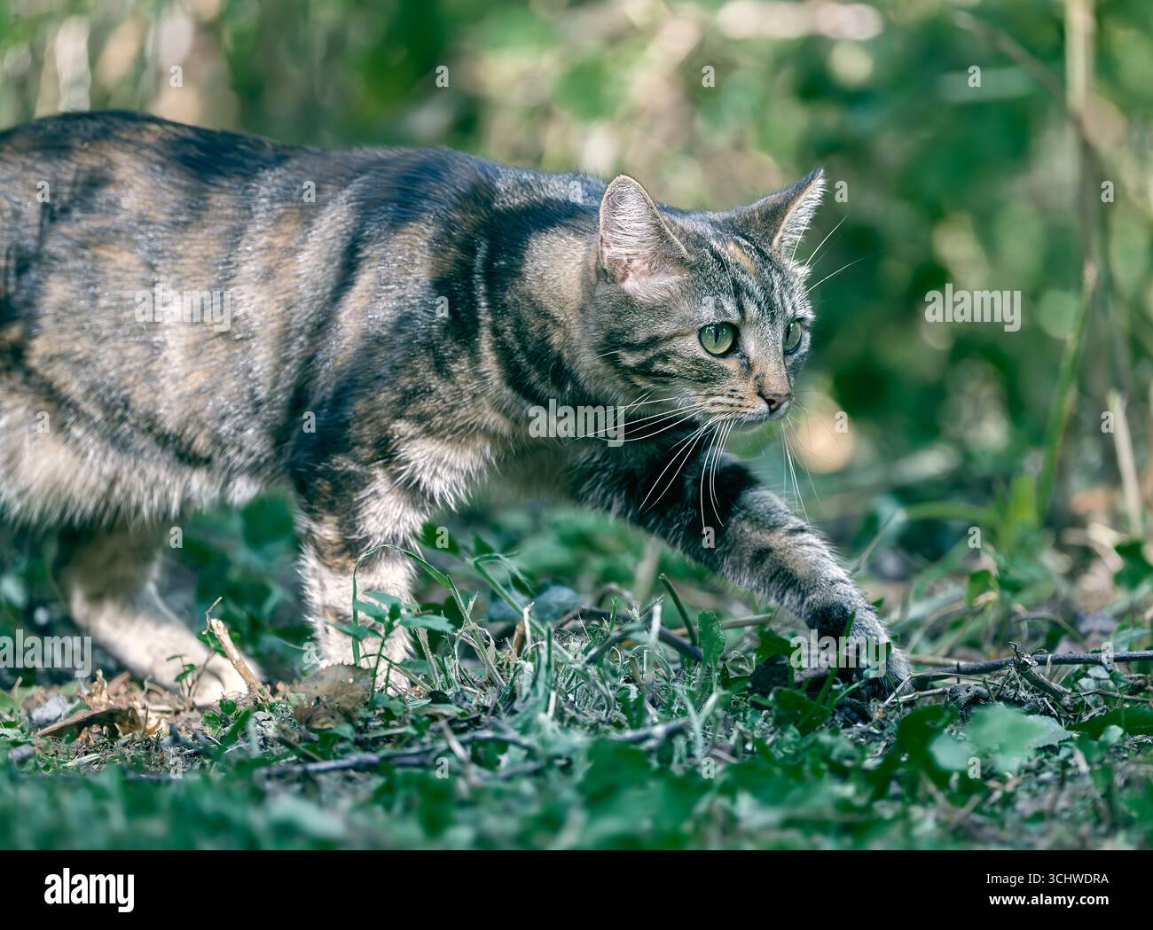 Eine domestizierte Katze, die in einem Garten in North Norfolk, Großbritannien, herumstreift. Stockfoto