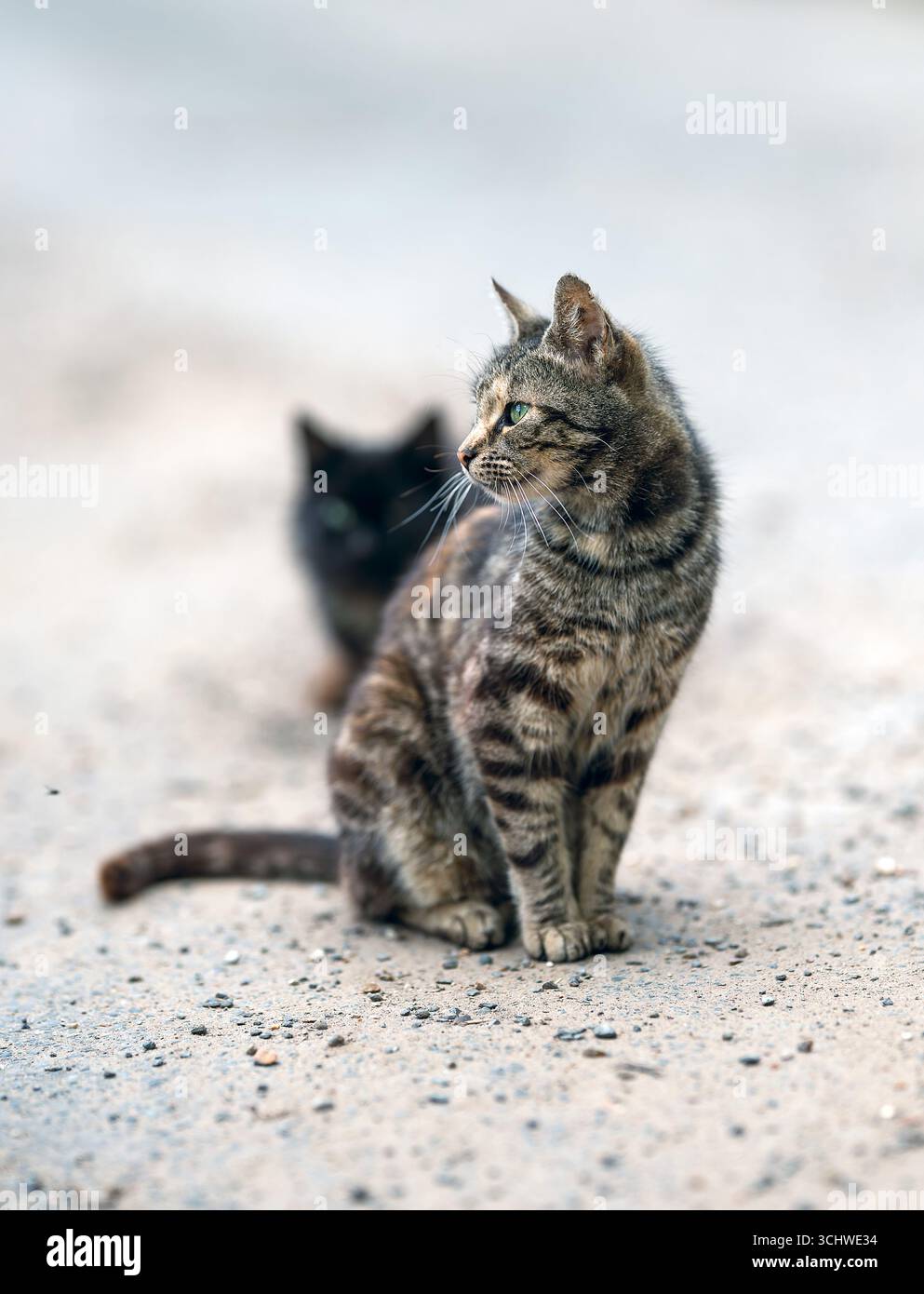 Ein paar frei herumlaufende Katzen saßen auf einem Feldweg und schauten sich um. Norfolk. UK Stockfoto