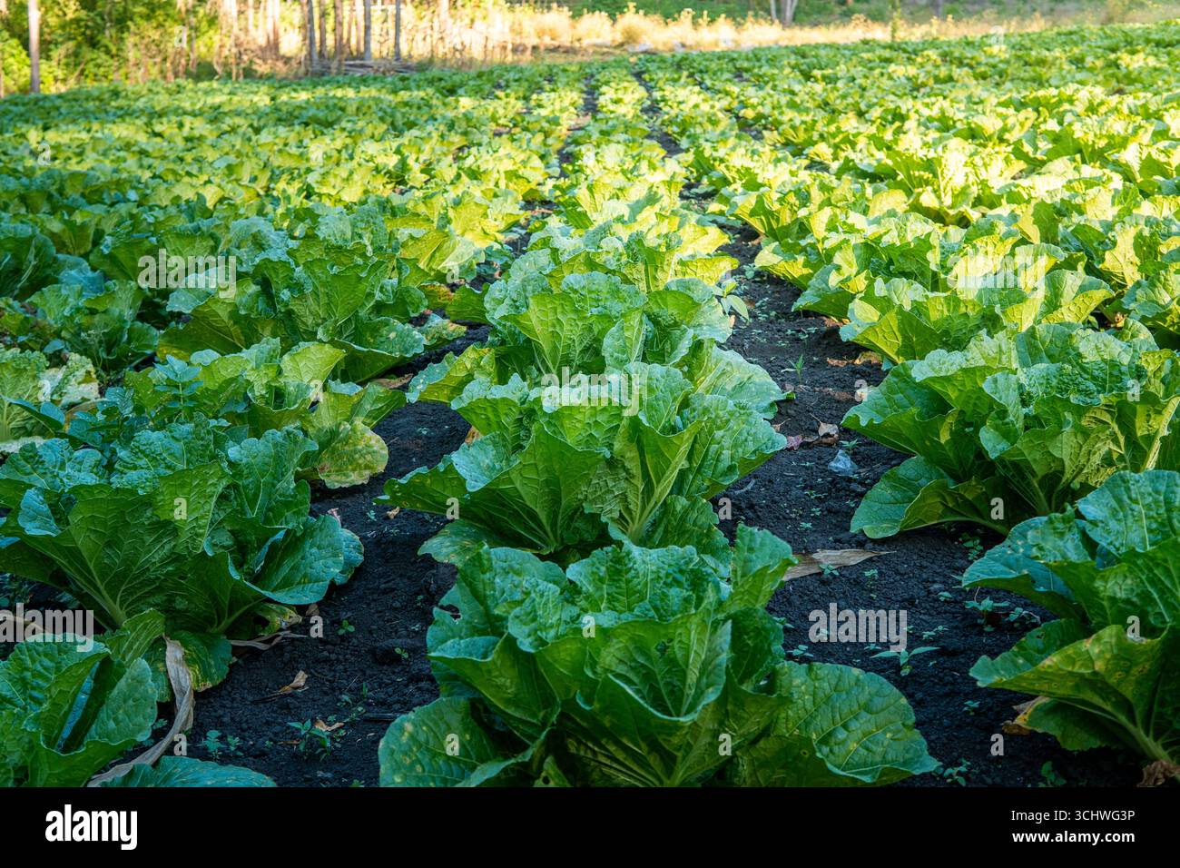 Reihen von frischem Blattgemüse, die auf fruchtbarem Boden unter natürlichem Sonnenlicht wachsen. Stockfoto