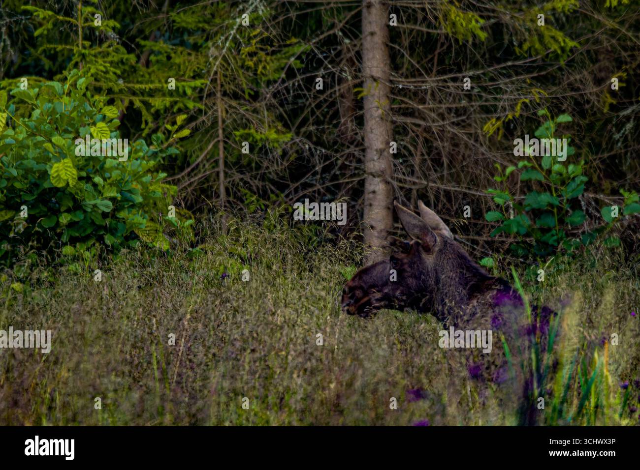 Elchkuh (Alces alces) in dichtem Wald – typische Szene der skandinavischen Wildnis Stockfoto