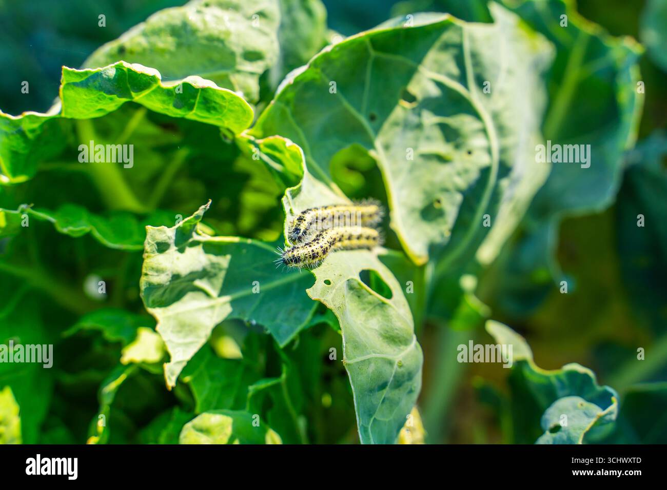 Pieris brassicae Raupen essen Rosenkohl-Blätter, Nahaufnahme. Gemüseschädlinge im Garten. Stockfoto
