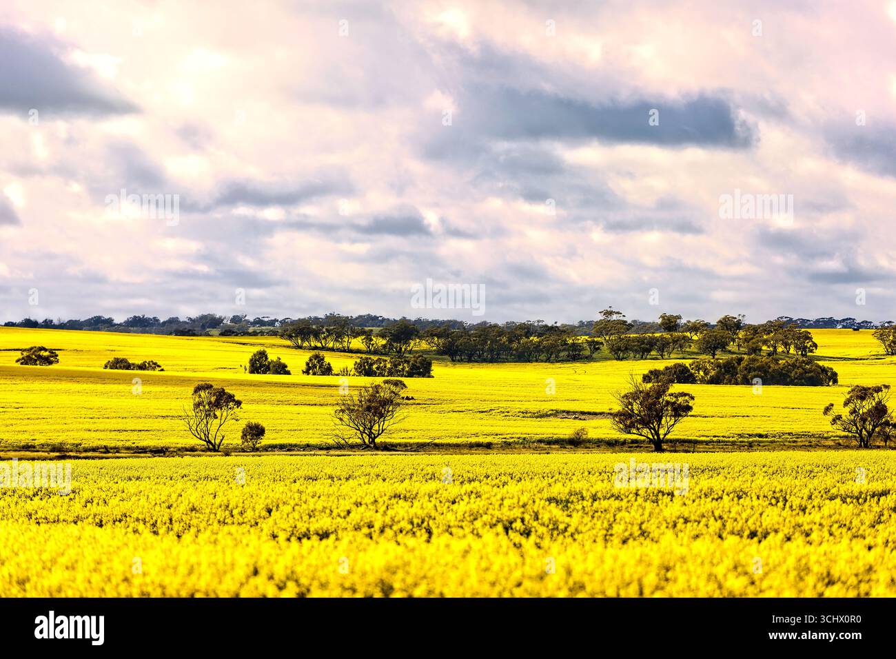 Australische ländliche Landschaft, Westaustralien Stockfoto