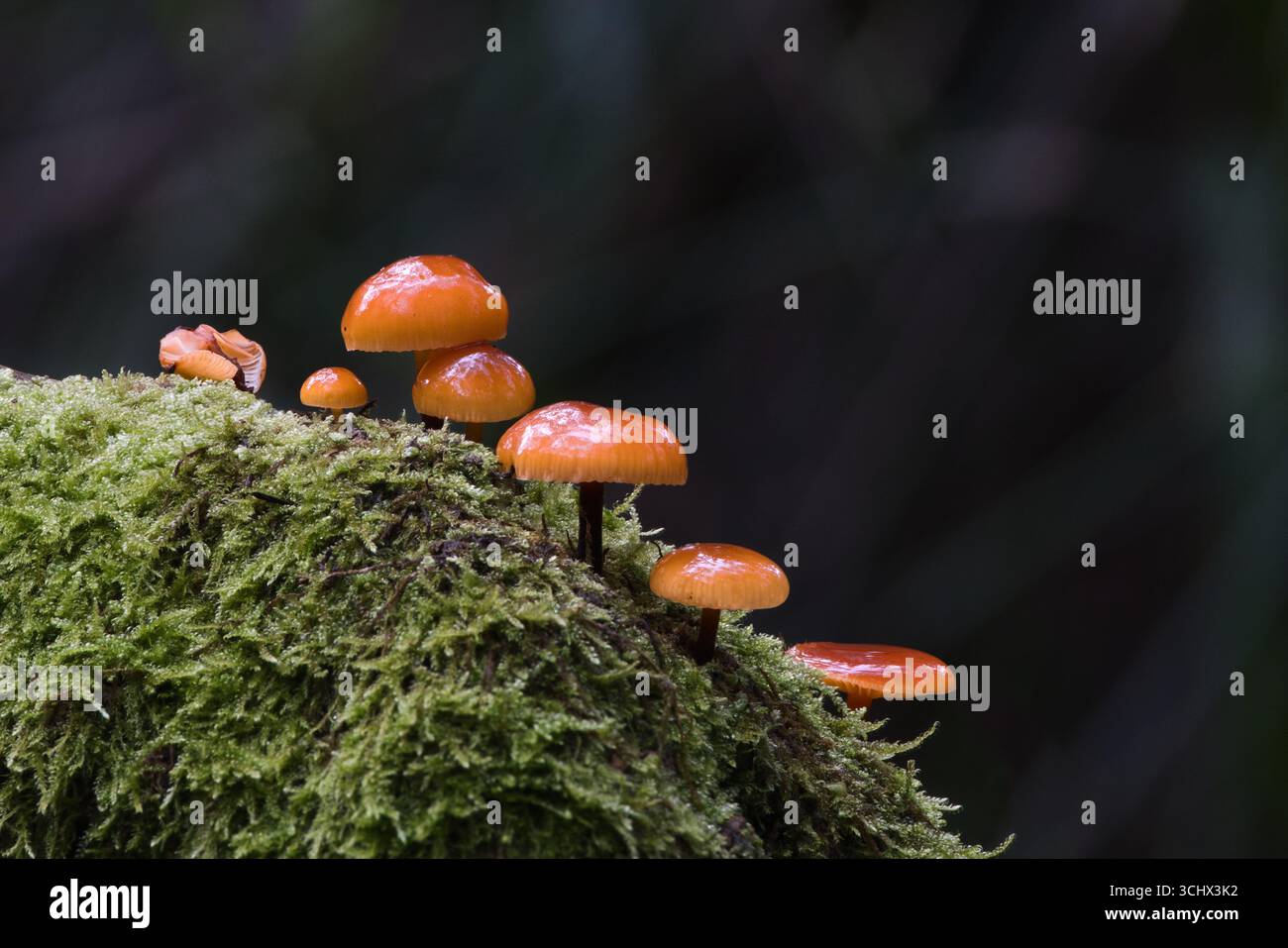 Helle Pilze auf Moosbaum Stockfoto