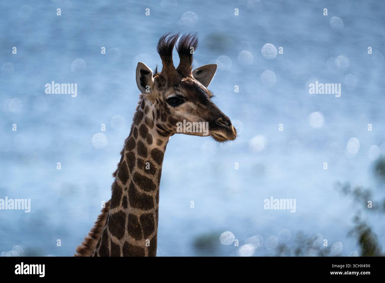 Babygiraffe (Giraffa camelopardalis) Portrait Seitenansicht von Kopf und Hals. Chobe Nationalpark, Botswana, Afrika Stockfoto