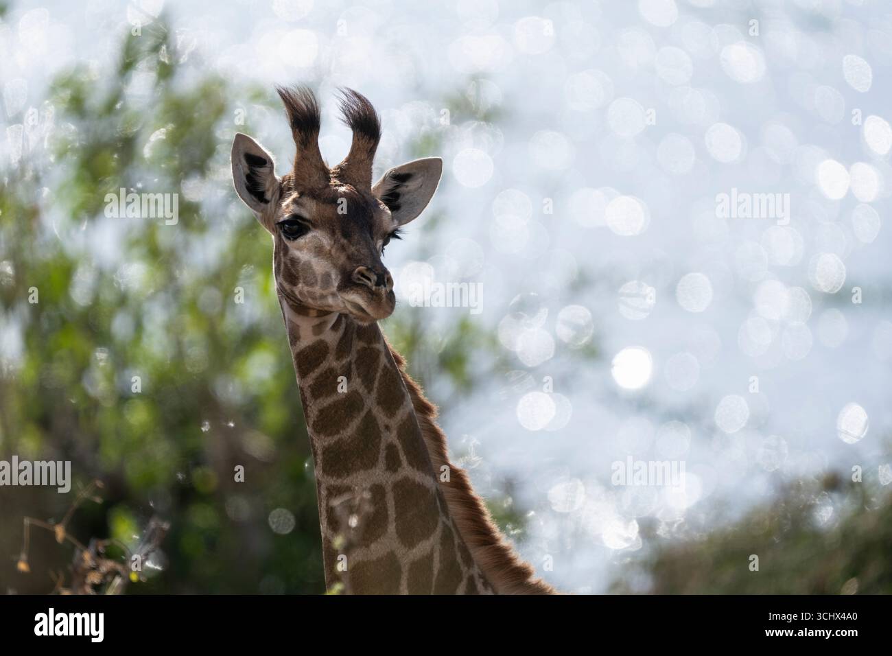 Babygiraffe (Giraffa camelopardalis) Portrait Seitenansicht von Kopf und Hals. Chobe Nationalpark, Botswana, Afrika Stockfoto