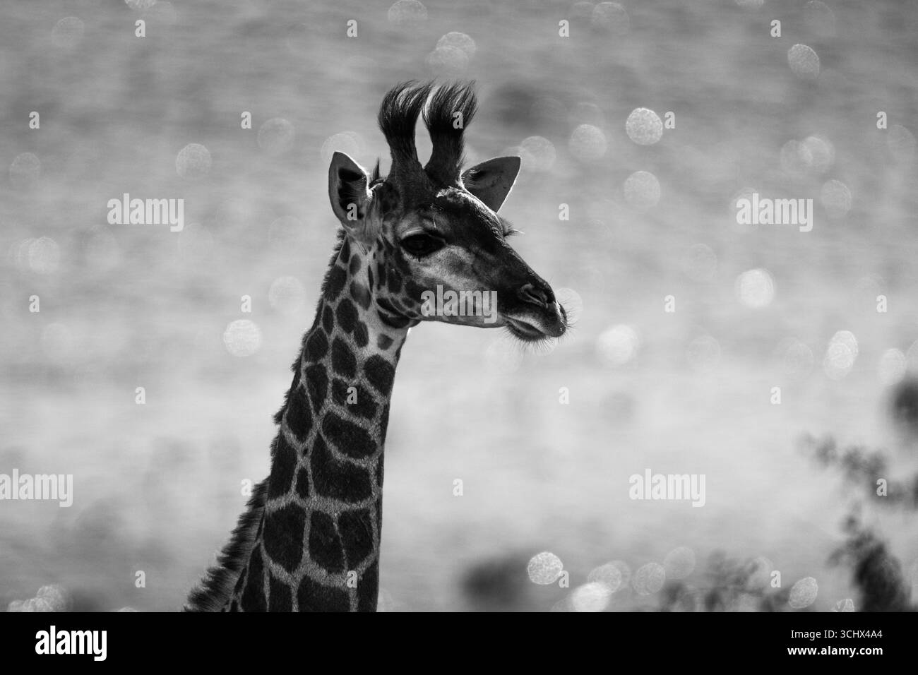 Babygiraffe (Giraffa camelopardalis) Porträt, Schwarzweißbild, Seitenansicht von Kopf und Hals. Chobe Nationalpark, Botswana, Afrika Stockfoto